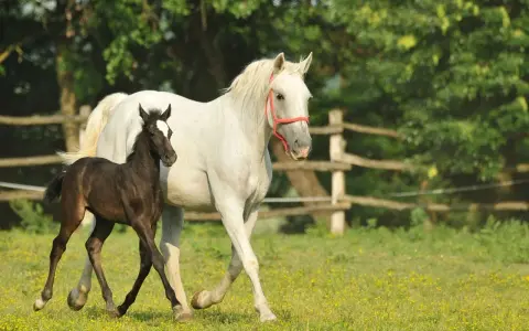 Ein braunes Fohlen neben einer weißen Lipizzaner-Stute auf einer blühenden Wiese. Die unterschiedlichen Lipizzaner Farben zeigen sich schon früh.