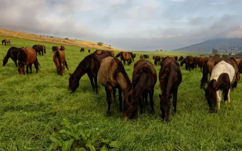 Eine Herde Huzulen Pferde grast friedlich auf einer saftigen grünen Wiese unter einem bewölkten Himmel.