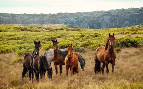 Eine Gruppe wilder Pferde, eine pferderasse mit u.a. braunen und schwarzen Tieren, steht auf einer sonnigen Wiese vor einem Wald.