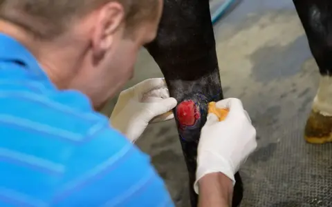 Tierarzt behandelt eine Wunde am Bein eines Pferdes. Das rote, fleischige Gewebe deutet auf eine tiefe Verletzung hin, die sorgfältige Pflege benötigt, um wildes Fleisch zu vermeiden.