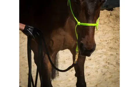 Ein Pferd mit einem neongrünen Knotenhalfter wird für das Longieren vorbereitet. Eine Hand in einem Handschuh hält die schwarze Longe.