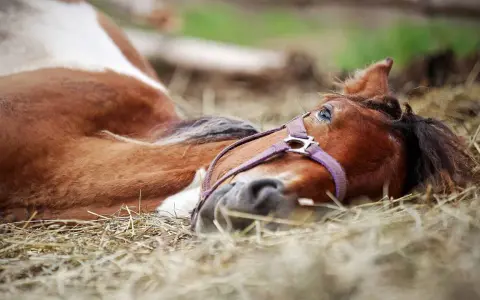 Ein braun-weißes Pferd liegt entspannt auf der Seite im Stroh. Sein Kopf ruht auf dem Boden, die Augen sind leicht geöffnet.