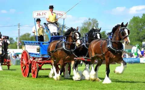 Prächtige Shire Horses ziehen einen Wagen mit zwei Fahrern in Festtagskleidung.