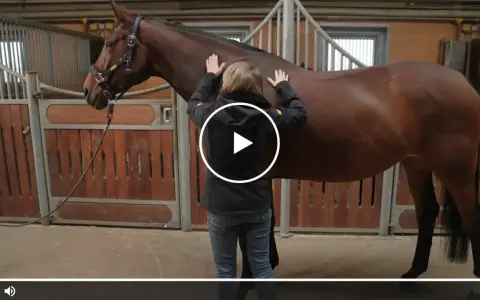 Pferd wird von Reiterin am Stall zur Bodenarbeit für Muskelaufbau vorbereitet.