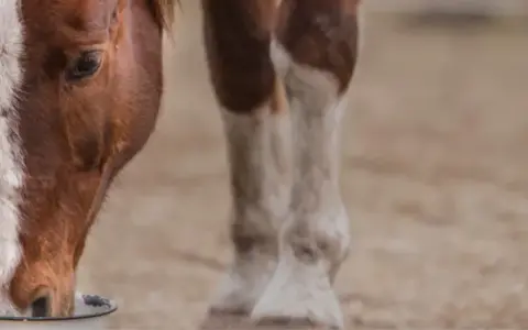 Braunes Pferd mit weißer Blesse trinkt aus einem Napf. Möglicherweise ein Zeichen für Selenmangel beim Pferd, das nach Nährstoffen sucht.
