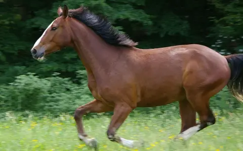 Ein braunes Warmblut Pferd galoppiert über eine blühende Wiese, sein schwarzes Haar weht im Wind.