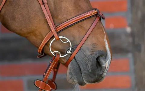 Braunes Pferd mit einem Lederzaumzeug und einem 3-Ring-Gebiss, das für eine feine Einwirkung sorgt.