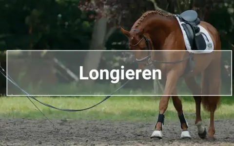 Ein Pferd wird an der Longe im Kreis geführt. Das Longieren ist eine Trainingsmethode für Pferde.