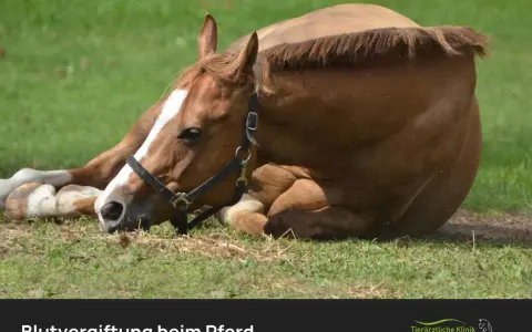Braunes Pferd liegt erschöpft im Gras. Mögliche **Sepsis Pferd Symptome** wie Lethargie sind erkennbar.