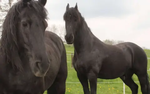 Zwei schwarze Pferde auf einer grünen Wiese. Das linke Pferd hat eine wallende Mähne, die an eine Pony-Frisur erinnert.