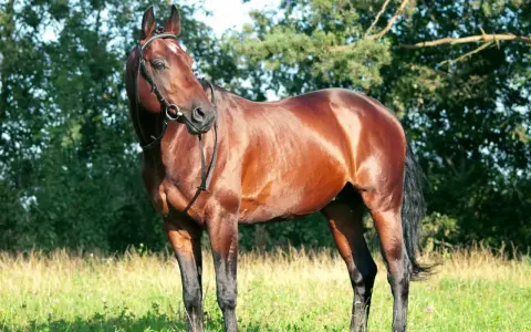 Brauner Hengst mit glänzendem Fell und stolzer Haltung, der den edlen Trakehner Charakter widerspiegelt.
