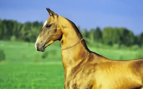 Ein edler Achal-Tekkiner mit glänzendem Fell und einer goldenen Halskette steht auf einer grünen Wiese vor einem blauen Himmel.