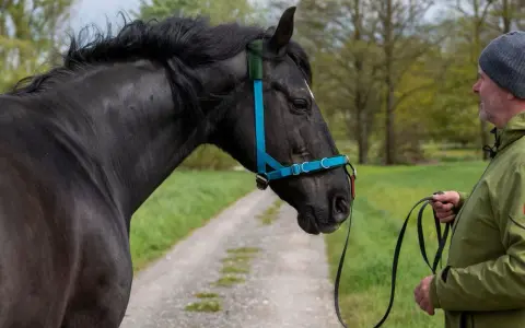 Mann zeigt, wie man ein Hackamore richtig verschnallt. Ein schwarzes Pferd mit blauem Halfter steht auf einem Feldweg.