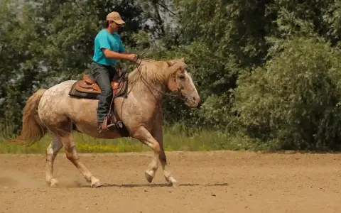 Mann reitet Pferd im Westernsattel, zeigt feine Hilfengebung beim westernreiten. Staub wirbelt auf.
