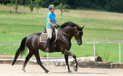 Ein Reiter im blauen Polohemd und Helm reitet ein dunkles Pferd durchs Genick auf einem Sandplatz.