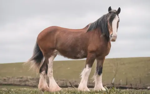 Ein majestätischer Clydesdale-Hengst mit braunem Fell und weißen Beinen steht auf einer grünen Wiese.