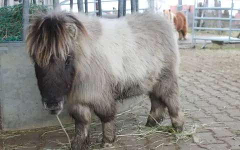 Ein flauschiges Shetlandpony mit langer Mähne steht auf einem Hof. Es ist bereit für das Shetlandpony reiten.