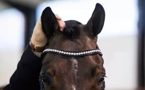 Ein Pferd zum Stehen bringen: Eine Hand streichelt sanft das Ohr eines braunen Pferdes mit einem funkelnden Stirnband.