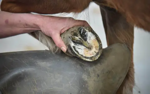 Ein Hufschmied untersucht den Huf eines Pferdes. Die Aufnahme zeigt, was ist Hufrehe, eine schmerzhafte Entzündung im Huf.