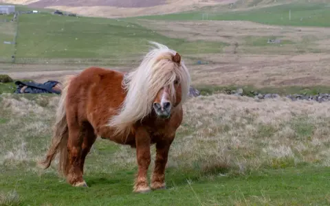 Ein brauner Shetland-Pony mit wallender Mähne steht auf einer grünen Wiese.