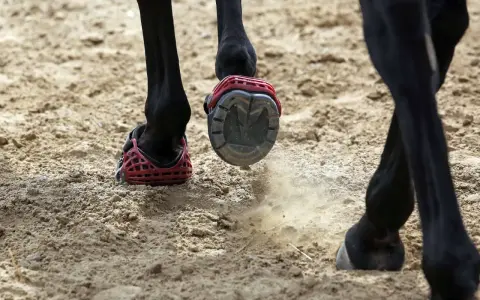 Schwarzes Pferd mit roten Hufschuhen auf sandigem Boden. Ein Hufschuh wirbelt Staub auf.