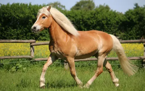 Ein Haflinger galoppiert über eine grüne Wiese. Sein Gewicht ist gut proportioniert für seine Rasse.