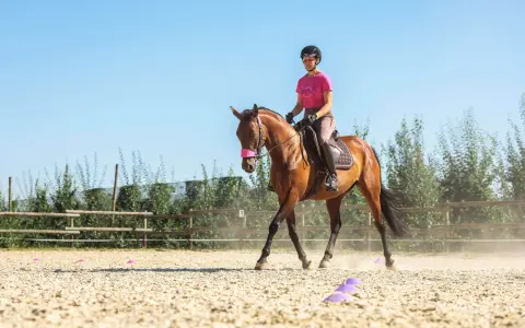 Reiterin versucht, das pferd widersetzt sich beim antraben. Der braune Hengst hebt den Kopf, die Reiterin im rosa Shirt hält die Zügel fest.