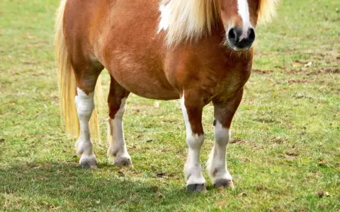 Braunes Pferd mit weißer Blesse und deutlich sichtbarer Wassereinlagerung am Bauch steht auf einer grünen Wiese.