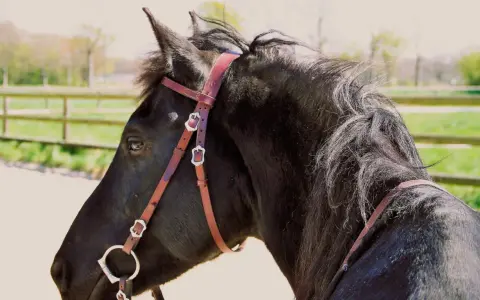Ein schwarzes Pferd mit einer braunen Kandare, das auf einer Koppel steht.