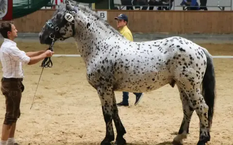 Ein Mann in Tracht präsentiert ein geschecktes Noriker-Pferd. Diese robusten Pferde haben eine beachtliche Noriker Lebenserwartung.