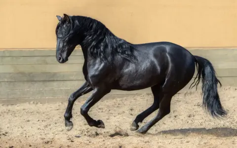 Ein schwarzes Pferd der pre pferderasse galoppiert auf sandigem Boden. Sein glänzendes Fell und die wallende Mähne sind beeindruckend.