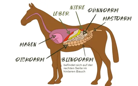 Schema des Pferdedarms mit Magen, Leber, Nieren, Dünn- und Dickdarm. Wichtig für das Verständnis von Verdauungsproblemen Pferd.