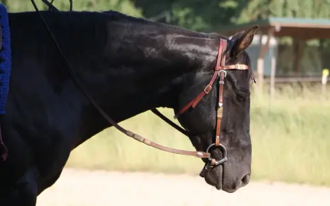 Ein schwarzes Pferd mit Trense und Sattel, das allein steht. Es wirkt, als ob das pferd wird von herde ausgegrenzt.