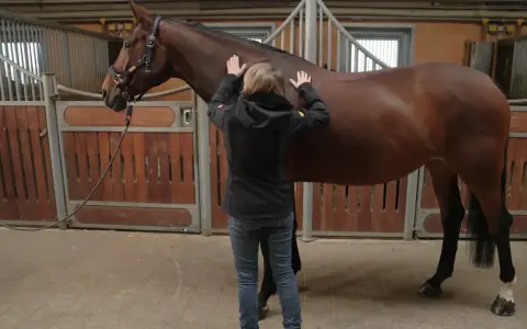 Ein braunes Pferd in einer Stallbox, das leicht zittert, während eine Person seine Flanke streichelt.