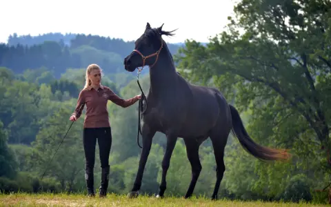 Ein junges Pferd wird frech und tänzelt vor einer jungen Frau, die es an der Longe führt. Die Szene spielt auf einer grünen Wiese vor bewaldeten Hügeln.
