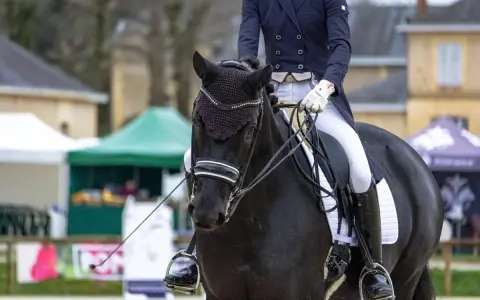 Schwarzes Pferd mit Reiterin in Dressurkleidung, bereit für die Prüfung. Diese Dressur Rassen sind für ihre Eleganz bekannt.