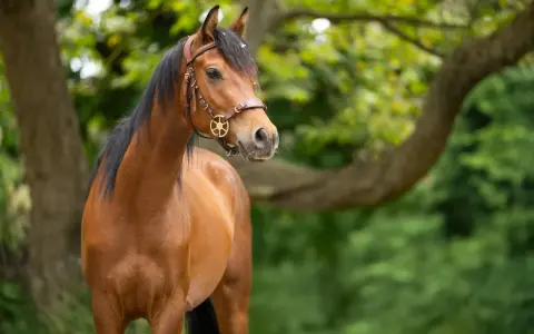 Ein braunes Araber Pferd mit schwarzer Mähne und einem Lederhalfter steht im Grünen.