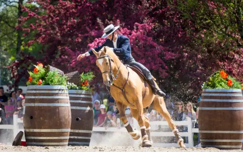 Reiterin mit Hut und dunklem Sakko reitet ein hellbraunes Pferd über Fässer, was ist Working Equitation.
