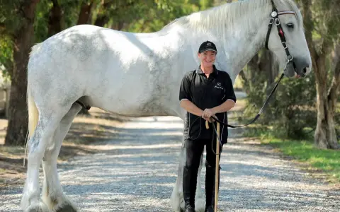 Eine Frau steht neben einem majestätischen weißen Shire Horse. Die Shire Horse Kosten sind hoch, aber die Schönheit ist unbezahlbar.