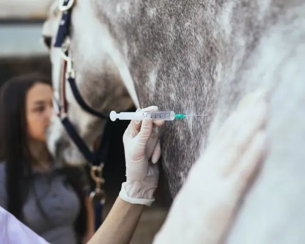 Tierärztin verabreicht einem Pferd eine Injektion. Die Spritze mit Rivanol wird vorsichtig in das Fell des Tieres eingeführt.