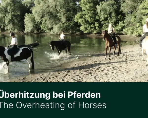 Reiter kühlen ihre Pferde im Fluss, um der Hitze zu entkommen.