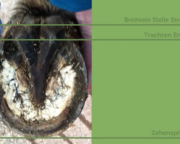 Pferdhufe werden gemessen: Breite, Trachtenende und Zehenspitze sind wichtige Punkte für die Auswahl passender Hufschuhe.