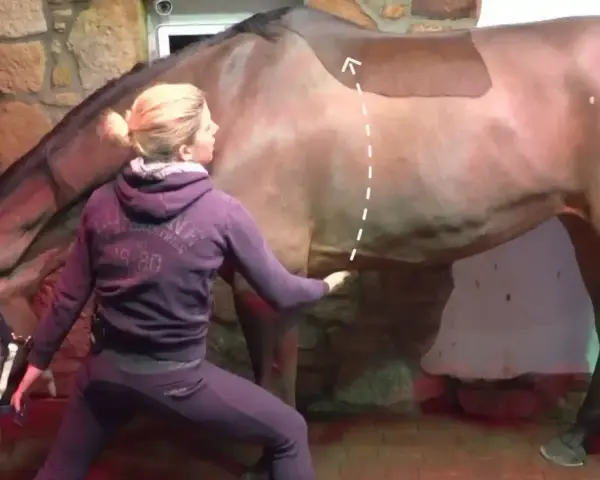 Eine Frau in Trainingskleidung macht eine Yoga-Übung mit einem Pferd. Sie berührt sanft den Bauch des Pferdes, während es ruhig steht.