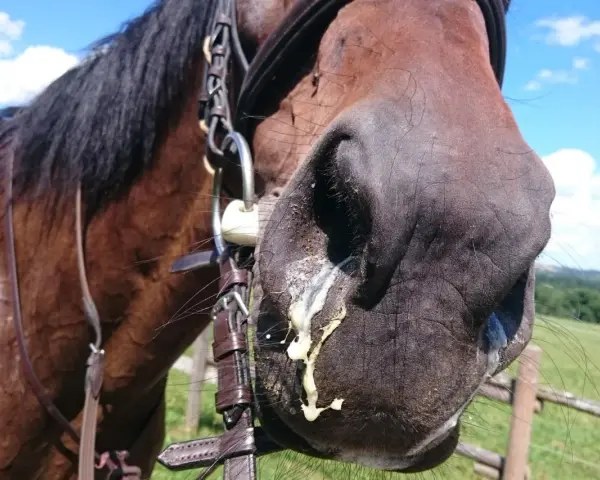 Ein braunes Pferd mit einem Zaumzeug, dessen Nüstern mit gelblichem Schleim bedeckt sind. Möglicherweise ein Anzeichen für allergischen Husten beim Pferd.