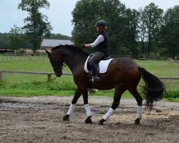 Reiterin mit Helm und weißer Weste reitet auf braunem Pferd mit Bandagen an den Beinen. Sie übt auf dem Reitplatz.