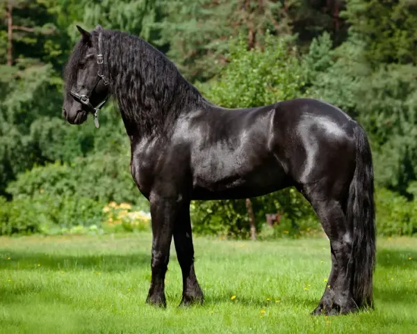 Ein majestätisches Friesenpferd mit glänzend schwarzem Fell und langer Mähne steht auf einer grünen Wiese vor Bäumen.