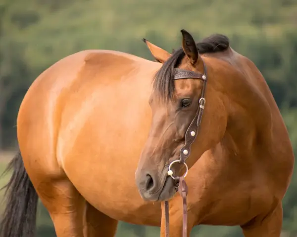 Braunes Pferd mit scharfem Gebiss und Lederhalfter, das auf einer grünen Wiese steht.