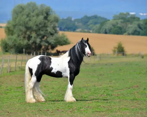 Ein majestätisches Tinker Pferd mit schwarz-weißer Fellzeichnung steht auf einer grünen Wiese.