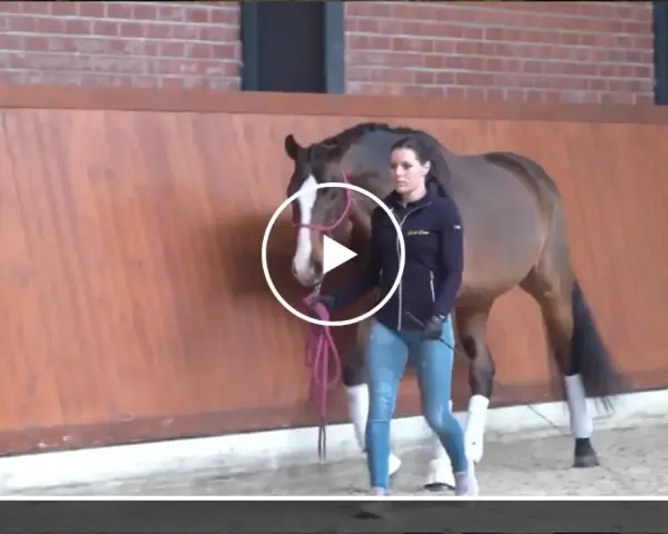 Eine Frau übt mit einem Pferd im Roundpen. Das Clickertraining mit dem Pferd zeigt eine harmonische Zusammenarbeit.