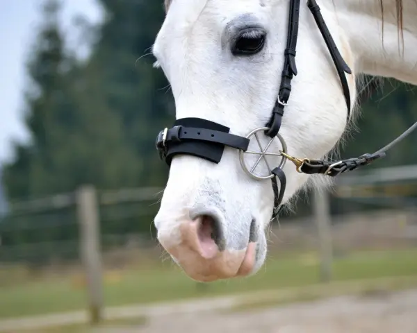 Ein weißes Pferd mit einem gebisslosen Zaumzeug. Sanfte Kommunikation beim gebisslos reiten.